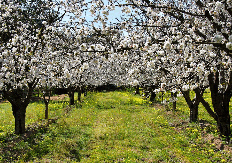 2023 Saratoga Blossom Festival | Edible Silicon Valley