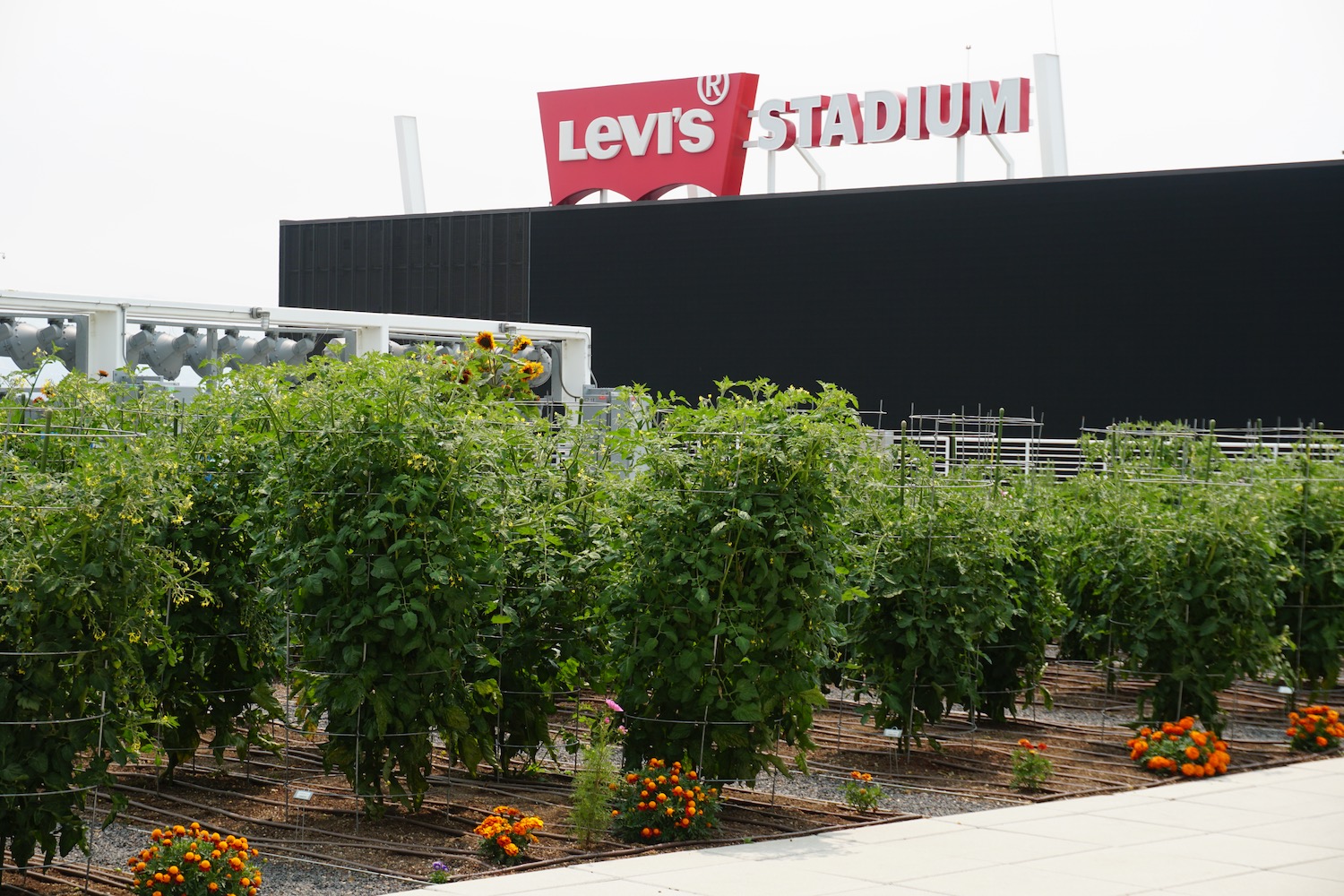 Levi's Stadium Organic Farm | Edible Silicon Valley Magazine