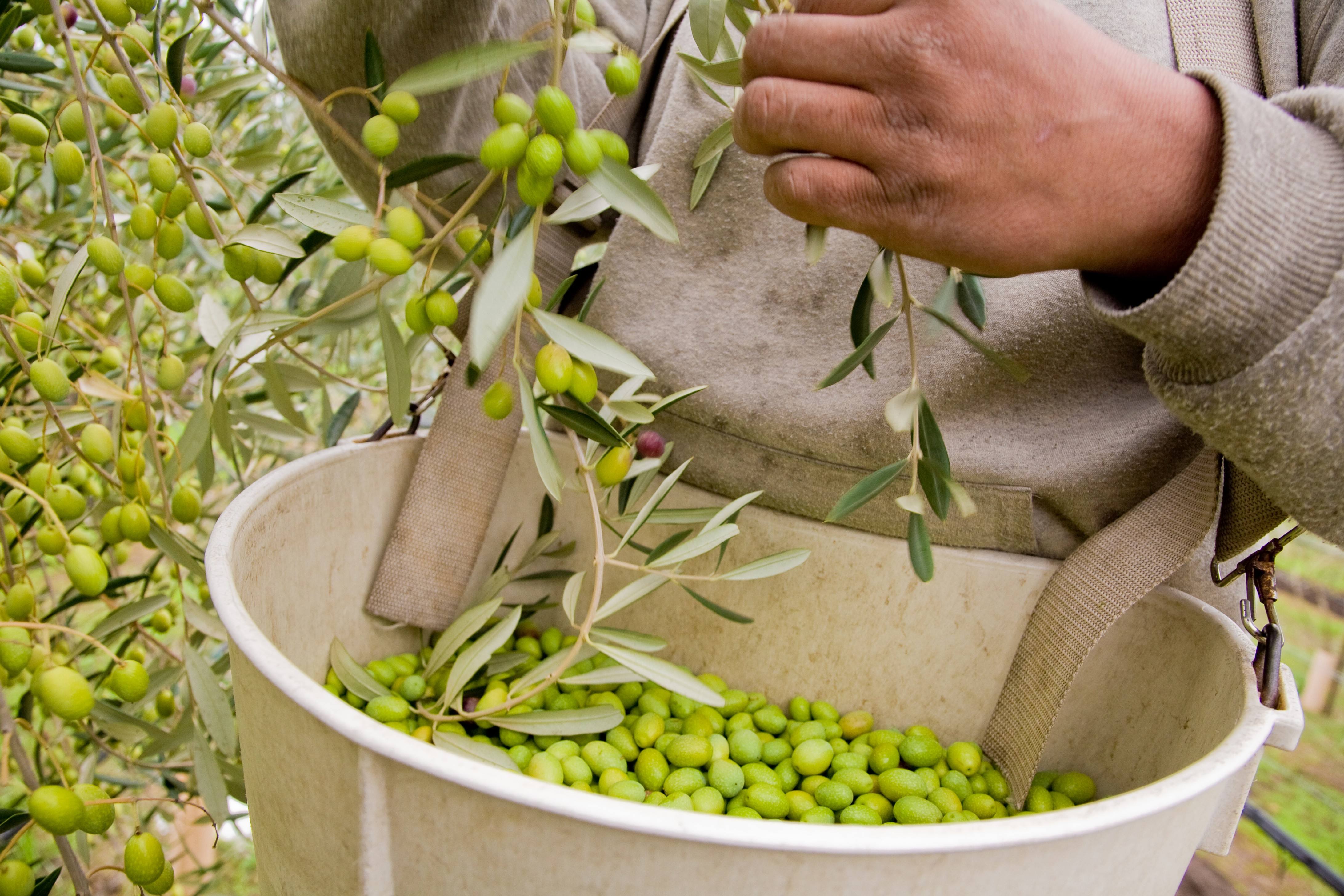 hand picking olives