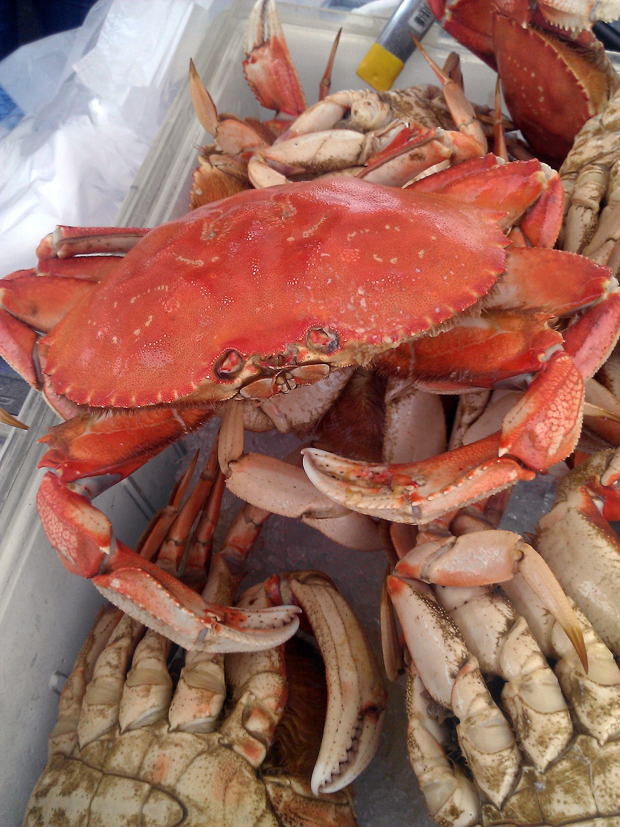 SF Bay Area Crab Season is Here! Edible Silicon Valley