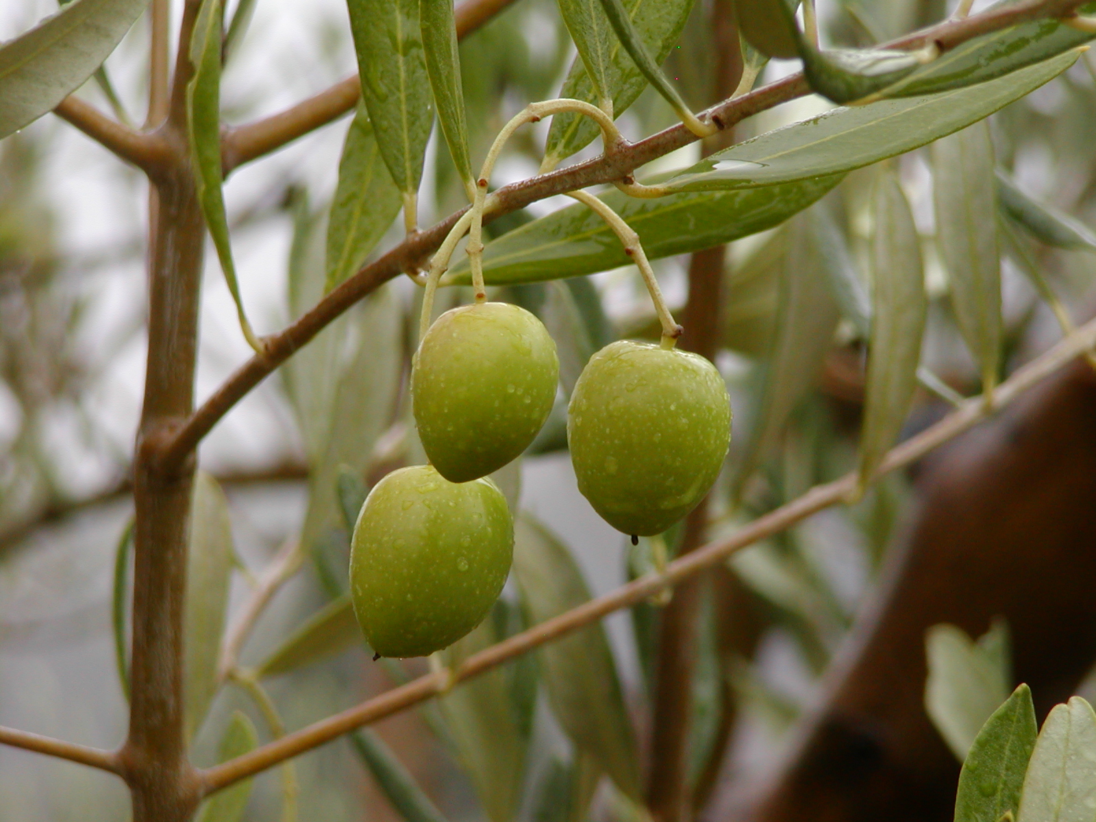 olives used for olive oil