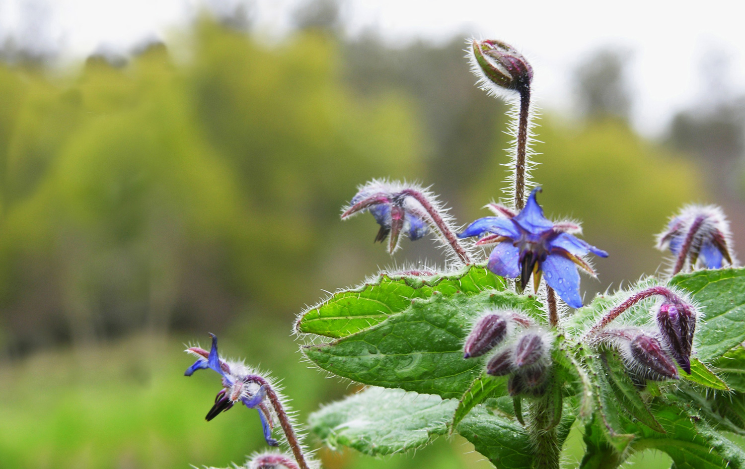 A close-up picture of blue borage, a broad leafed hairy plant with delicate star-blue flower buds. 
