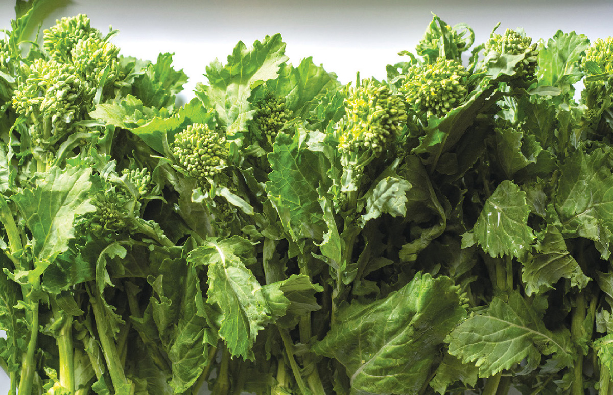 Broccoli Rabe in season for fall