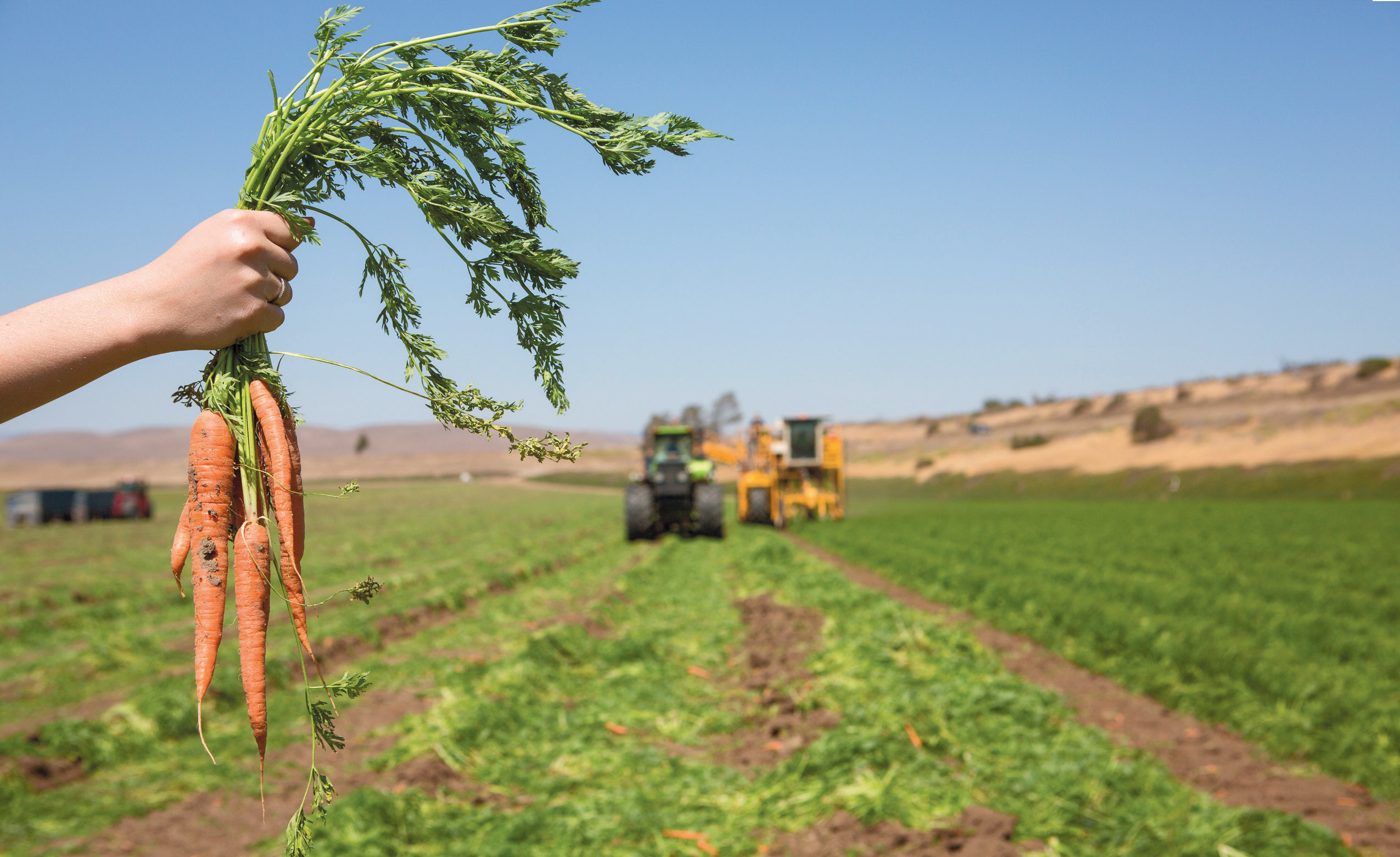 farm carrots
