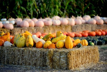 pumpkins on hay blog