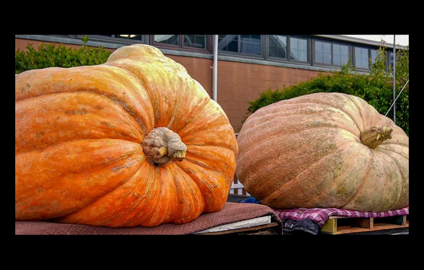 Pumpkin Weight Contest