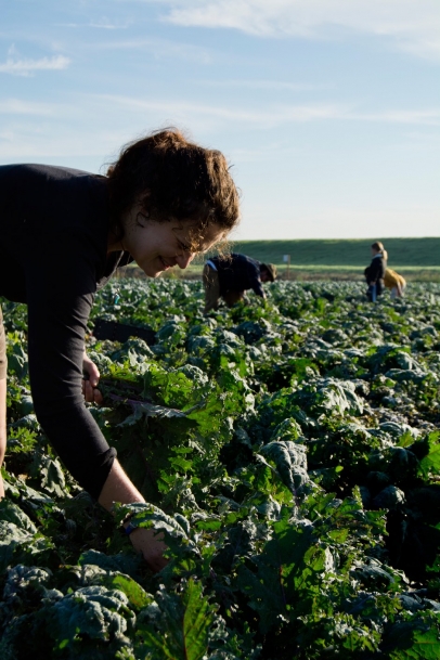 California farmer picking kale 