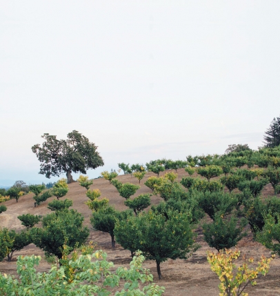 *Original* SANCLAR Sweetbriar Orchard SAN JOSE Cal Pear Label NOT A COPY! 
