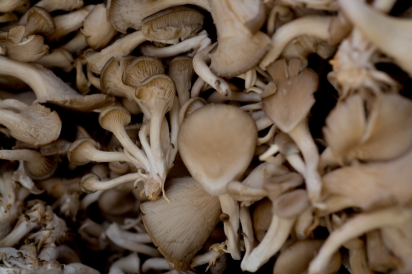 exotic mushrooms