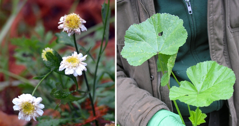 Two photos of wild edible plants. On the left, chamomile.On the right, cheeseweed