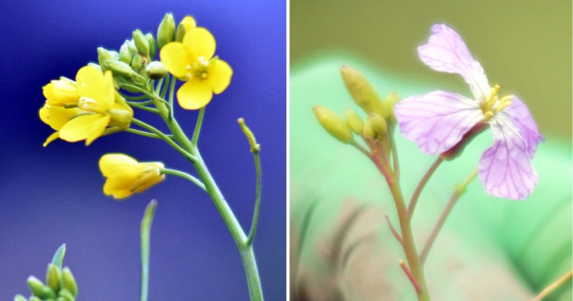 Two photos of wild edible flowering plants. On the left, wild mustard flower. On the right, wild radish flower