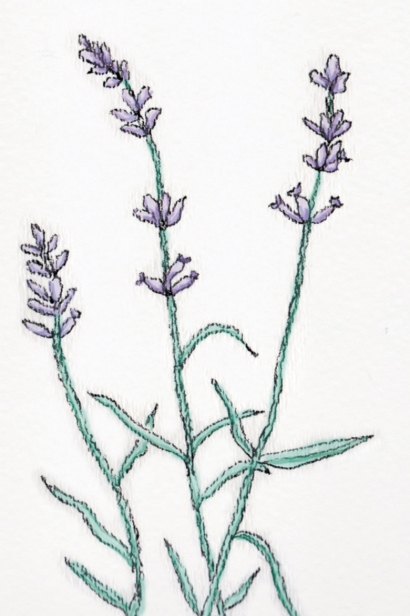 lavender 
