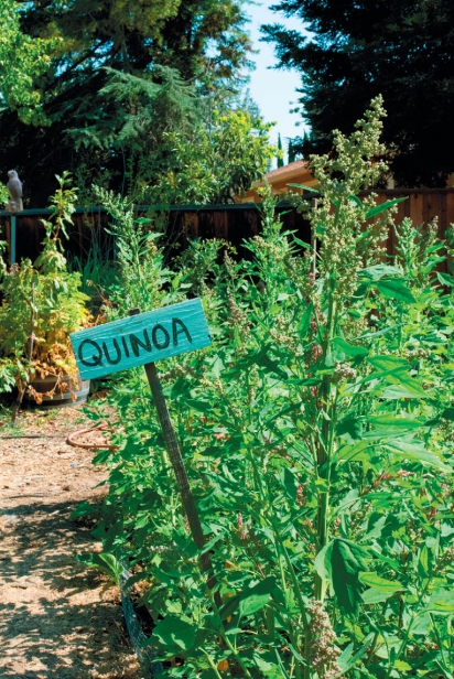 quinoa grown in a backyard garden 