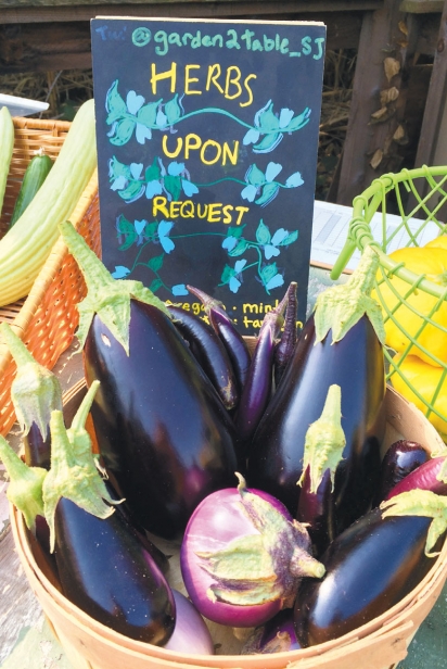 eggplants grown in an urban agriculture zone 