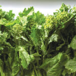 Broccoli Rabe in season for fall